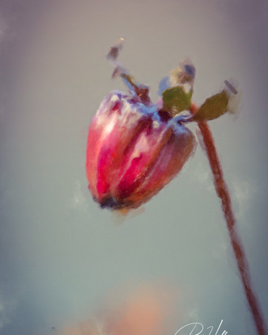Art-Prints - photo