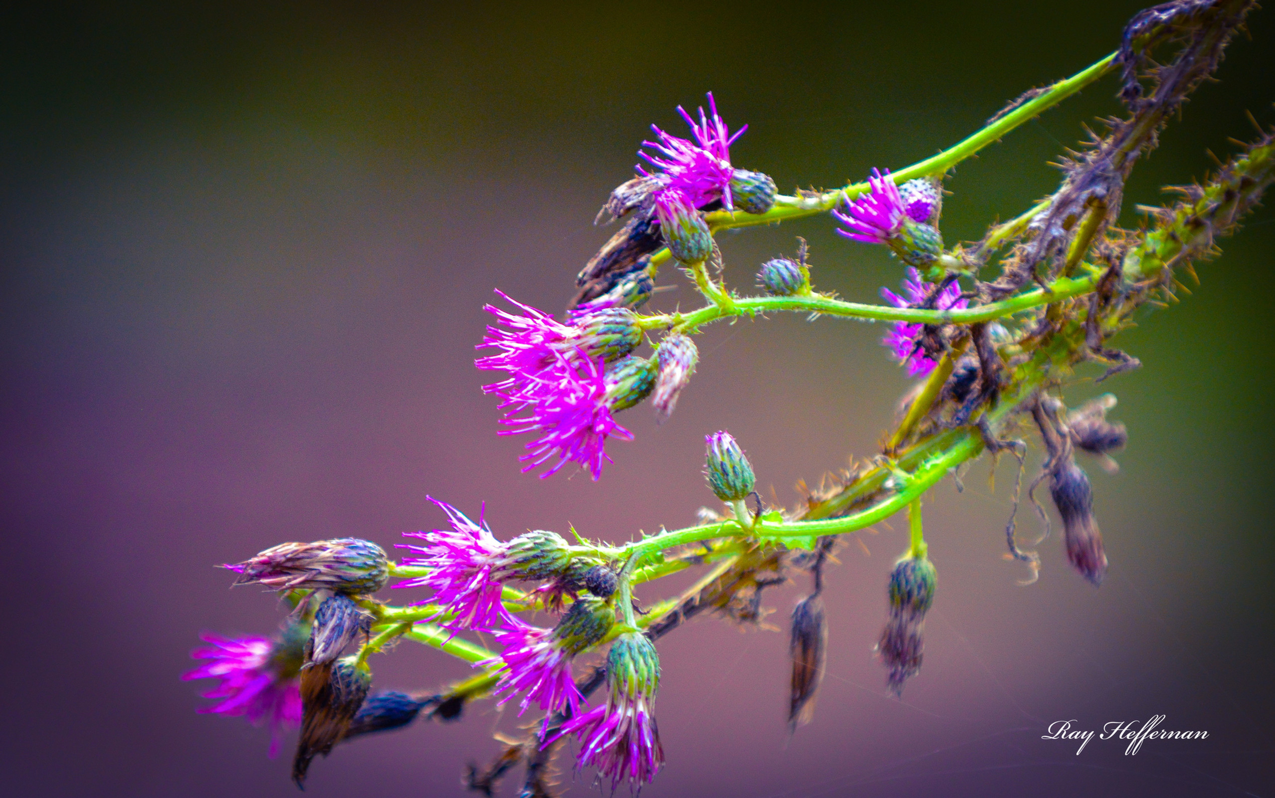 Art-Prints - photo