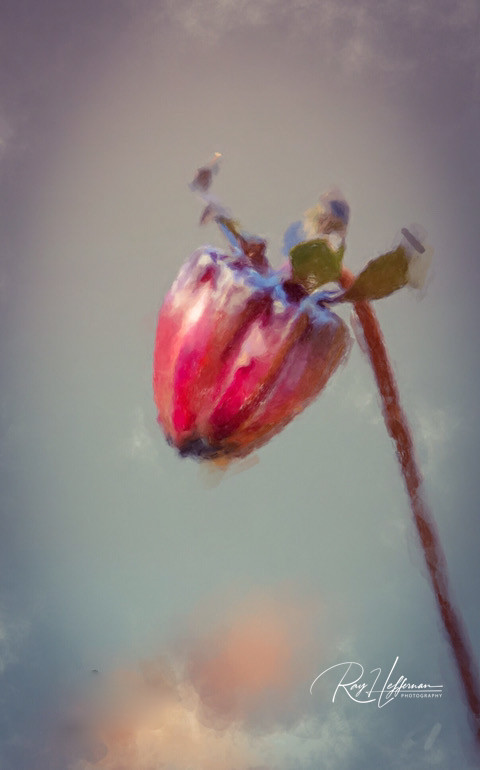 Art-Prints - photo