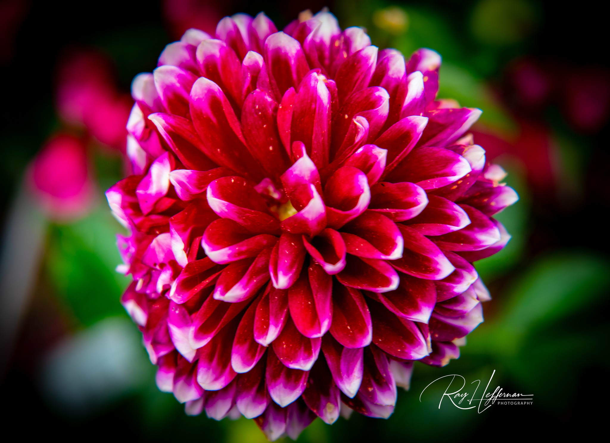 Flowers - photo